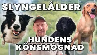 Hur hanterar vi Slyngelåldern och Hundens könsmognad?