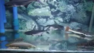 paroon shark feeding