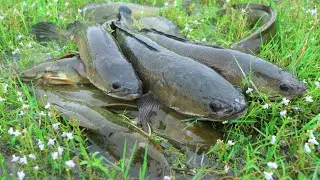 Lucky Day After Big Raining Catch Up A Lot Fishes raining Season Fishing