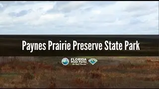 Firsthand Florida Fun: Paynes Prairie Preserve State Park