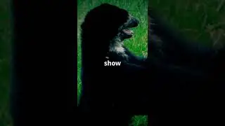 Epic Bear showdown: Nature's Clash #animals #shortsvideo #nature #Bears #youtubeshorts #youtube