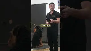 Duke's skills #dogtraining101 #viral #dogtrainingisfun #doglover #onlinetraining #dogscorner