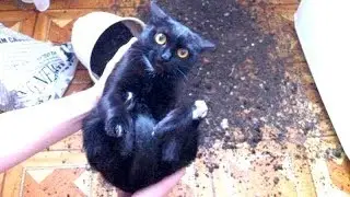 WARNING: You may DISLOCATE YOUR JAW FROM LAUGHING - Best FUNNY CAT videos