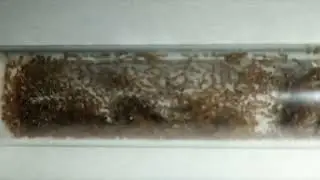 Monomorium pharaonis 1