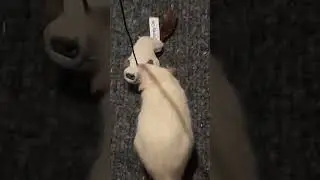 Felix rat vs Grumpy cat