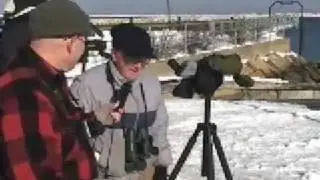 CapeCast: Video of the rare ivory gull!