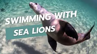 Swimming with Australian Sea Lions | A Bucket List MUST! 🦭