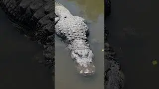 Florida's frogs🤣 cuz they are everywhere #alligator
