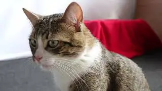 Cat Flehmen Response