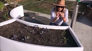 Interplanting Onions and Garlic