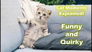 How to Understand Your Cat's Funny and Quirky Behaviors!