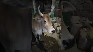 Ganga Meri Gaiya ll pyari gaiya 🐄 chhote2 gwal l#cow #cowvideos #shorts #gaiyameriaatihai #cowsound