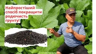 Сіємо сідерати на вільні ділянки- це порятунок та відновлення грунту!