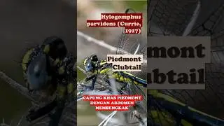 Hylogomphus parvidens (Currie, 1917) &ndash; Piedmont Club #shorts #fyp #trending #facts #viral