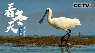 《看冬天》第1集 小黑脸琵鹭人生的第一次远行 已完美拉开序幕【CCTV纪录】