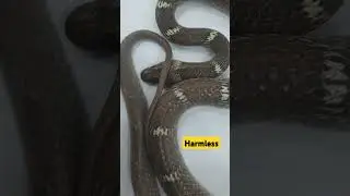 Common wolf snake #snake #herpetologist #cobra #snakesofindia #wolfsnake #commonwolfsnake #snakes