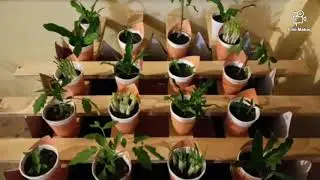 #GIYChallenge Small Home Garden - Final Phase