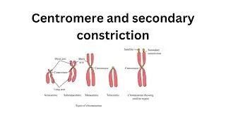 Centromere and secondary constriction