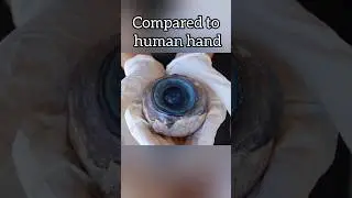 blue🐳 whale eye#shorts#short#facts#new#shortvideo#shortsfeed#trending#viral#youtubeshorts#bluewhales