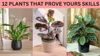13 растений, которые помогут вам выглядеть как &laquo;эксперт по растениям&raquo;