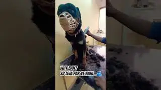 Aggressive Band dog. #rottweiler #bandogs #grooming #ourbaby #removeban #dog