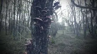 The Tale of Dead Woman's Ditch Quantock Hills Somerset 4k Drone footage