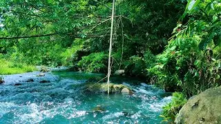 TRANQUIL RIVER STREAM LIVE &ndash; CALMING NATURE AMBIENCE FOR MEDITATION, FOCUS & SLEEP