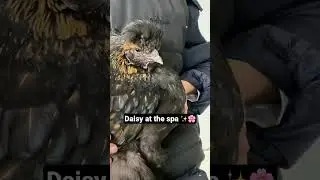 Chicken with impacted crop ➡️ massage🧘&zwj;♀️🐔
