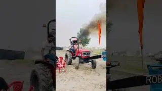 Tigri mela