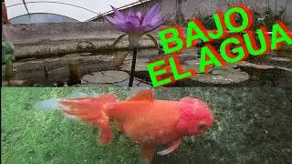 😁Increíble GRANJA DE PECES de ornato 😁
