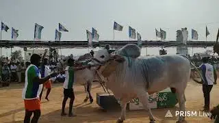 యర్రగొండపాలెం గ్రామం|| సీనియర్స్ విభాగం 5వ జత SSR BULLS వీరనరసింహారెడ్డి & Jr గాండీవం గారు 14-1-2026