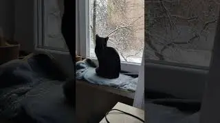 Я туда не пойду, там холодно, там зима  #оле7 #ластёна #ласточка #cats #котофейка #видосыоткота #кот