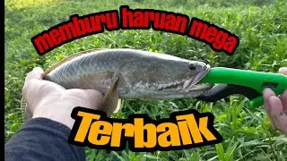 Casting haruan saiz mega #SoloCaster#HaruanMega#