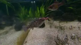 Kugelfische essen W&uuml;rmer im Brackwasser Paradies