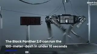 China&rsquo;s Black Panther V2.1: The Robot Dog That Runs Faster Than Usain Bolt! ⚡🐕