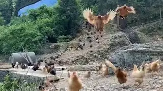 flock of chickens flying to eat