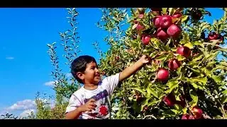 Apple Picking @ Eckert&rsquo;s Belleville,IL USA