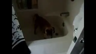 Rowdy puggle takes a bath