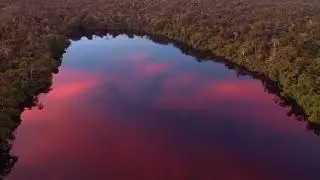 Amazon rainforest at sunset (peru 2364)