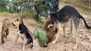 OMG ! SokYaa Pull Phao Around Like This, Best Video