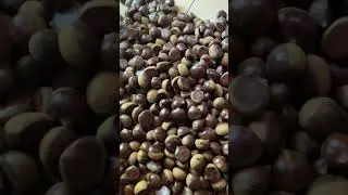 Hạt dẻ tươi ngon - c&aacute;ch chọn hạt ngon &iacute;t ai biết