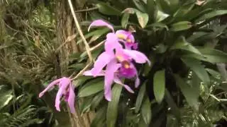 Floweracademy.TV trailer - русский