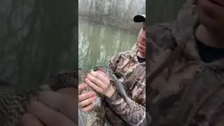 Banding wood ducks on mt island lake NC, #shorts #ducks #woodducks #conservation