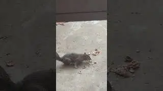 Friday Squirrel eating Walnuts 