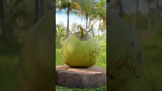 Ultra HD Coconut ASMR Experience