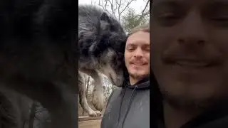 African Lion vs Gray Wolf #shorts #Wild Battles
