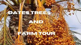 Dates Farm In Abu Dhabi