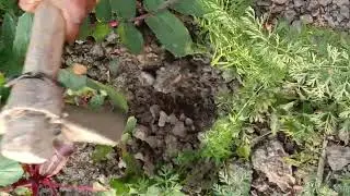 নিজের হাতে প্রথম গাজর তুললাম ..#viral #reels #village #viral #reels #viralvideo #video #vlog 
