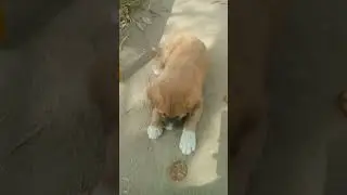 Dog  eating biscuit video# YouTube shorts #101#🍪🍪🍪🐈&zwj;⬛🐕&zwj;🦺🦮🐕🐩🐕🐕🐕🔥🔥🤲