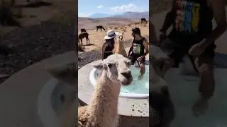 Mountain View Experience #peru #llama #shorts